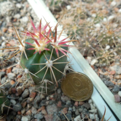 Ferocactus fordii - small form, miniature  - MG -