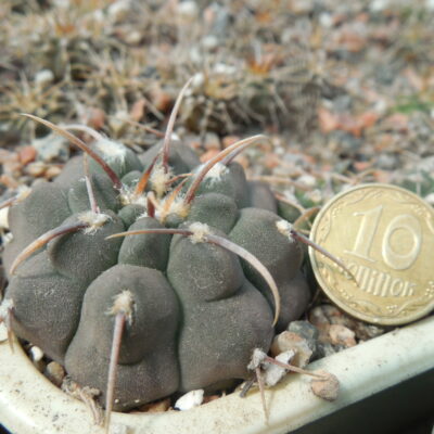 Gymnocalycium vatteri - f. uno spine