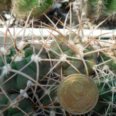 Gymnocalycium mazanense - v.polycephalum P223 - Piltz -