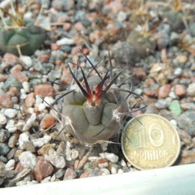 Pyrrhocactus villicumensis LF 139 - Bercht -