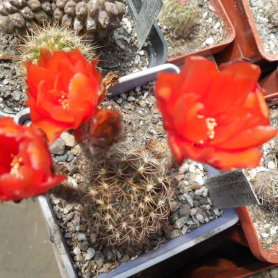 Lobivia  arachnacantha - f. nigra - orange fl.