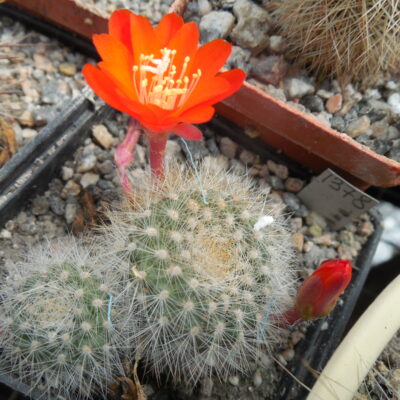 Rebutia vallengrandensis L 353 - MG -