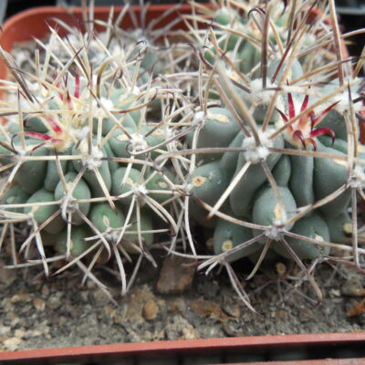 Glandulicactus uncinatus DJF 615 - black flower - Catorse, SLP. - MG -