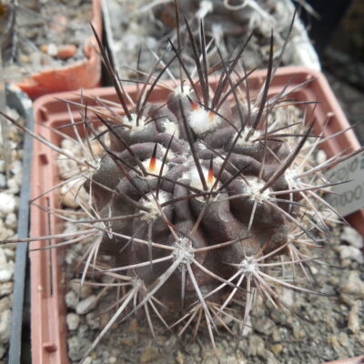 Horridocactus carrizalensis