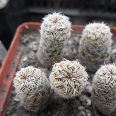 Sulcorebutia gemmae VZ 231