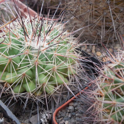 Mammillaria rubrograndis - MG -