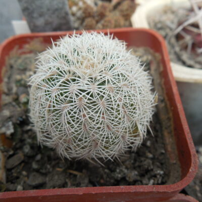 Echinocereus reichenbachii SB 387 - Kimble Co. Tx. /18/ to - 23*C - hearly flat. - MG -