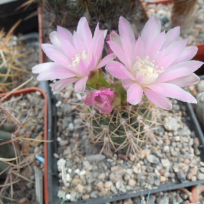Gymnocalycium neuchuberi LB 10 - L.Bercht -