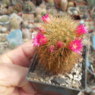 Mammillaria rekoi - v.aureispina - Xolox.  MG