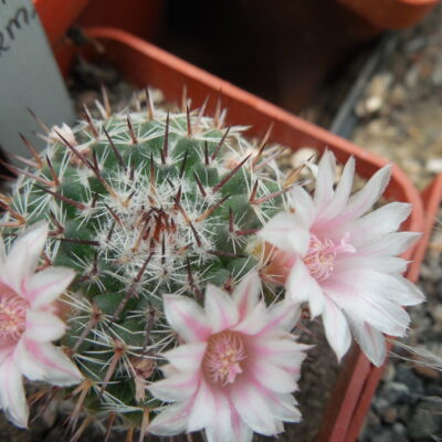 Mammillaria formosa