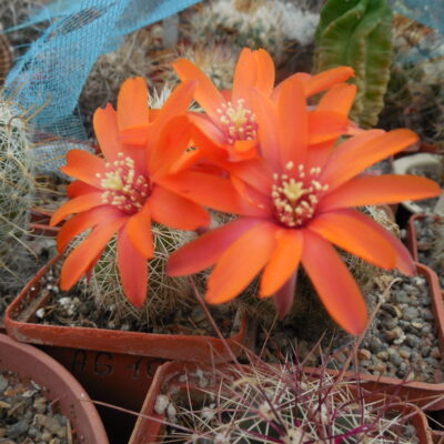 Mediolobivia ritteri