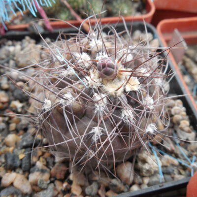 Gymnocalycium taningayense P 212 - Piltz -