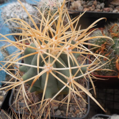 Ferocactus cylindraceus - v. eastwodiae RP 74 - Superior, Az.  - MG -