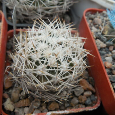 Escobaria  robinsorum