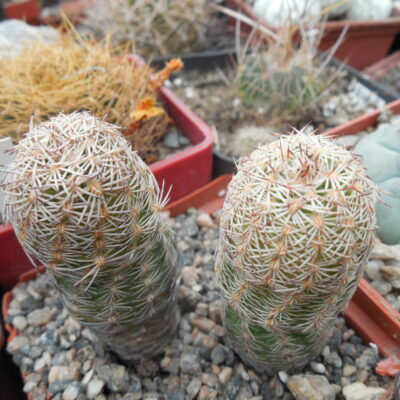 Echinocereus adustus - Chihuahua - GK -