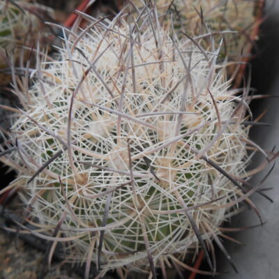 Echinomastus unguispinus  GL 607 - s Jimenez, Chih. MG -  not grafted -
