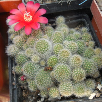 Rebutia cv. minima - red flower