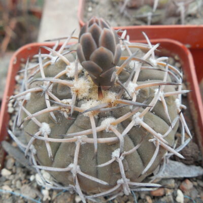 Gymnocalycium riojense (stellatum - v.paucispinum)
