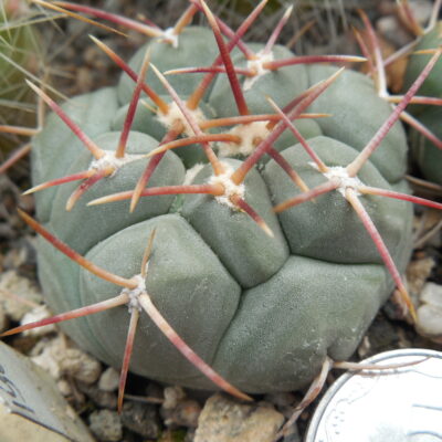 Thelocactus hexaedrophorus - v.kvetae MZ 739 - Villa Juarez, SLP. - PK -