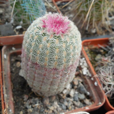 Echinocereus rigidissimus - cv. "thick" A.Plapp x rigidissimus - v.rubispinus