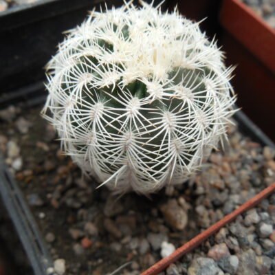 Echinocereus reichenbachii SB 387 - Kimble Co. Tx. /18/ to - 23*C - hearly flat. - MG -