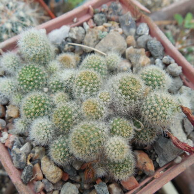 Rebutia cv. minima - red flower