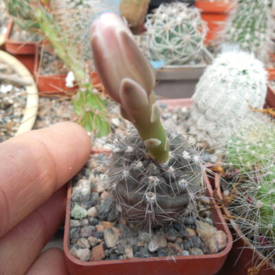 Gymnocalycium taningayense P 212 - Piltz -