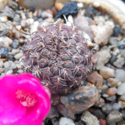 Sulcorebutia pulchra HS 78