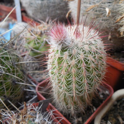 Echinocereus bristolii WM 9450 - El Novillo, Sonora - MG -