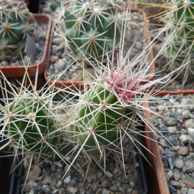 Echinocereus maritimus - v. hankockii - Hipolito,BCN - MG -