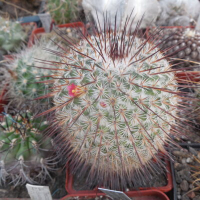Mammillaria dixanthocentron - v.flavicentra - MG -