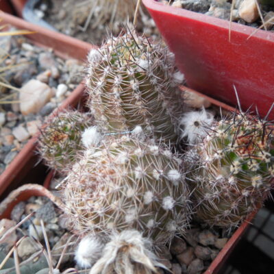 Lobivia aurea - v. schaferi