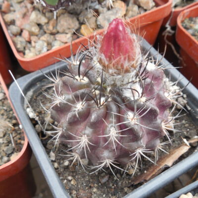 Horridocactus curvispinus