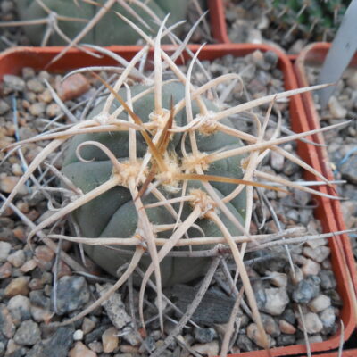 Gymnocalycium cardenasianum
