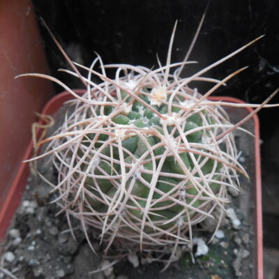 Gymnocalycium ritterianum P 219 - Piltz -