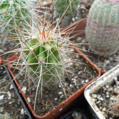 Echinocereus stramineus - v. ocidentalis PP 1563 - Cerro Vola, Coah. - PP