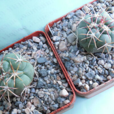 Thelocactus lloydii - v.mayor HK 1608