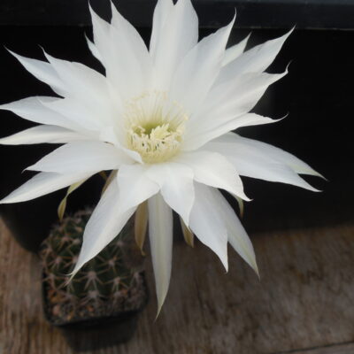Pseudolobivia obrepanda - MG -