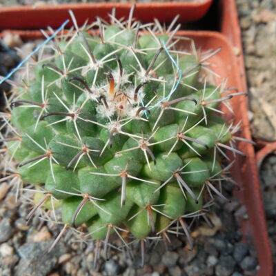 Mammillaria uncinata - MG -