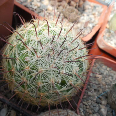 Mammillaria jaliscana SB 1945 - Santa Teresa,Zac.  - tiny stem - MG -