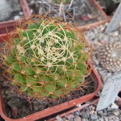 Dolichothele marnier - lapostollei