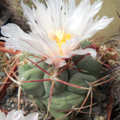 Thelocactus hexaedrophorus