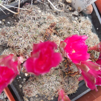 Sulcorebutia canigueralii - v.applanata  WK 217 A - Rio Chico Valley