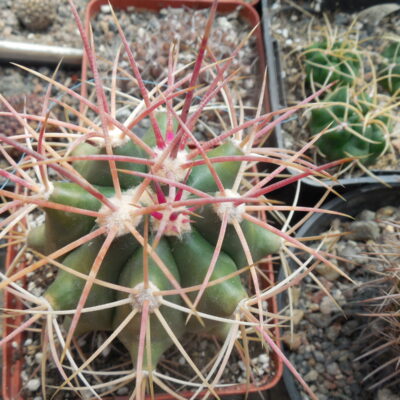 Ferocactus cylindraceus - Scissors Crossing, Ca.  MG - variegated