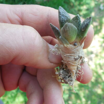 Ariocacrpus  fissuratus