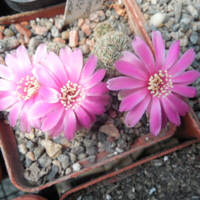 Sulcorebutia gemmae VZ 231