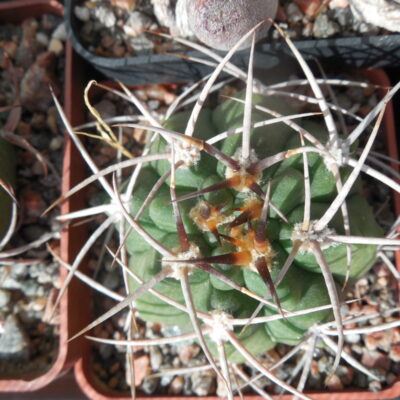 Gymnocalycium hybopleurum - v. ferox