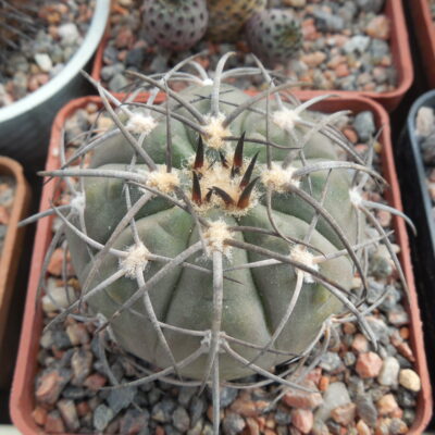 Gymnocalycium spegazzinii - dark stem -