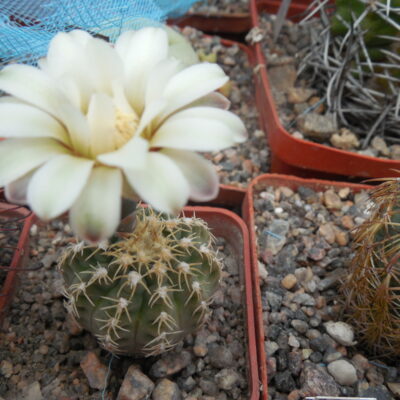Gymnocalycium kvehlianum - v.flavispinum