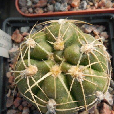 Gymnocalycium denudatum